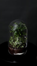 Charger l'image dans la galerie, Terrarium « Globe green »