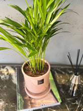 Charger l'image dans la galerie, Plante naturelle Areca dans son pot céramique couleur arizona