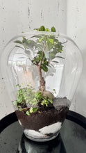 Charger l'image dans la galerie, Terrarium