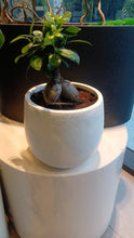 Charger l'image dans la galerie, Bonsai
