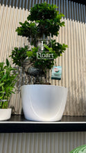 Charger l'image dans la galerie, livraison bonsaï plante casablanca | maroc fleuriste Casablanca
