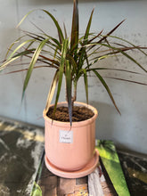 Charger l'image dans la galerie, Plante naturelle dracena