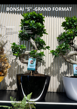 Charger l'image dans la galerie, Bonsaï « type S » pot céramique 120 cm