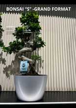 Charger l'image dans la galerie, Bonsaï japonais en forme S