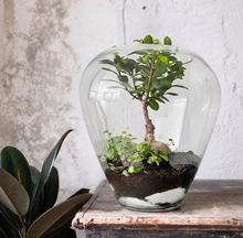 Charger l'image dans la galerie, Terrarium