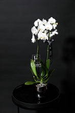 Charger l'image dans la galerie, Orchidée naturelle plante cadeaux fleuriste