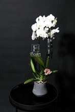 Charger l'image dans la galerie, Orchidée naturelle plante cadeaux fleuriste