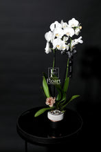 Charger l'image dans la galerie, Orchidée naturelle plante cadeaux fleuriste