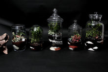Charger l'image dans la galerie, Terrarium « Globe green »