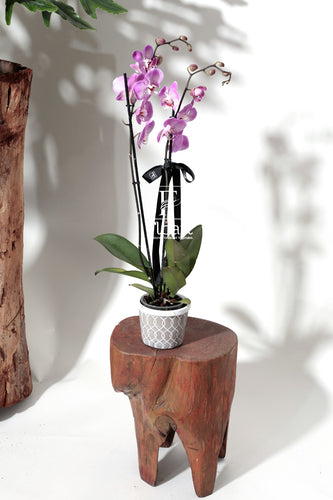 Orchidée naturelle plante cadeaux fleuriste 
