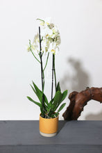 Charger l'image dans la galerie, Orchidée naturelle