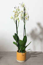 Charger l'image dans la galerie, Orchidée naturelle
