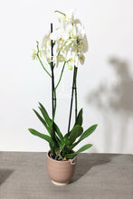 Charger l'image dans la galerie, Orchidée naturelle