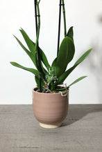 Charger l'image dans la galerie, Orchidée naturelle