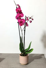 Charger l'image dans la galerie, Orchidée naturelle