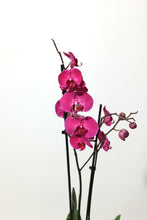 Charger l'image dans la galerie, Orchidée naturelle