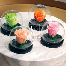 Charger l'image dans la galerie, Rose éternelle sous cloche Baby Rose petit prix