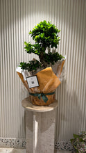 Charger l'image dans la galerie, Plante bonsaï