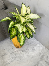 Charger l'image dans la galerie, Plante d'intérieur Dieffenbachia Camilla dans un pot strié jaune, posée au sol dans un salon moderne avec un canapé marron et des étagères murales en bois
