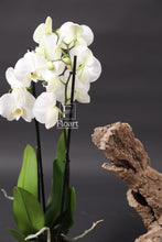 Charger l'image dans la galerie, Orchidée naturelle