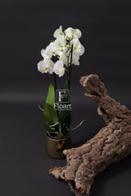 Charger l'image dans la galerie, Orchidée naturelle