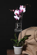 Charger l'image dans la galerie, Orchidée naturelle