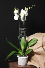 Charger l'image dans la galerie, Orchidée naturelle