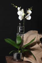 Charger l'image dans la galerie, Orchidée naturelle
