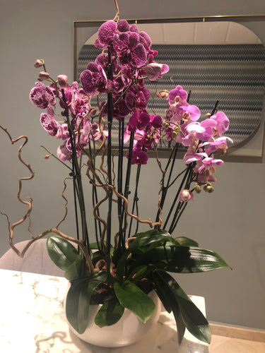 orchidées composition florale plante orchidée phalaneopsis rose blanche plante vertes fleuriste cadeau livraison partout au maroc 
