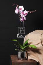 Charger l'image dans la galerie, Orchidée naturelle