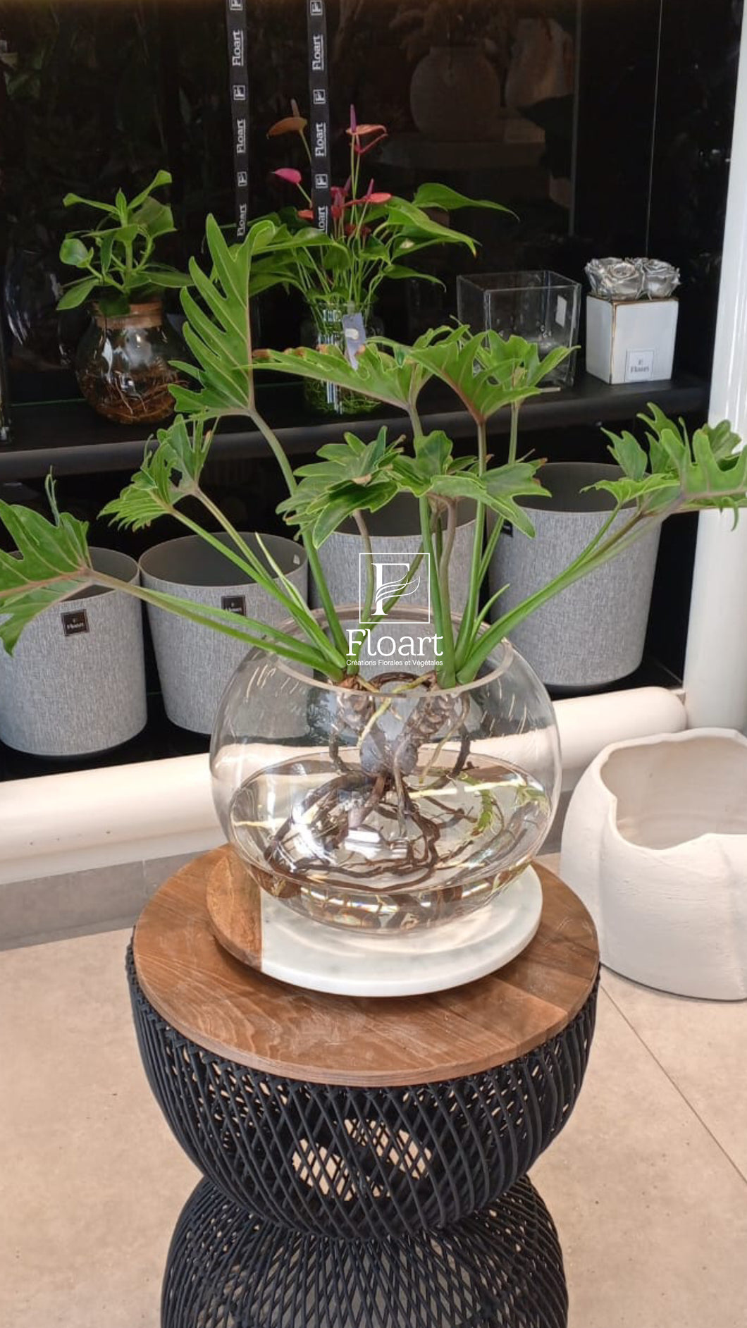 Plante aquatique
