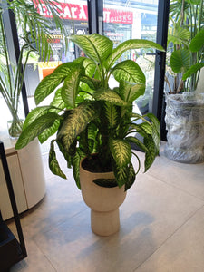 Plante naturelle diffenbachia