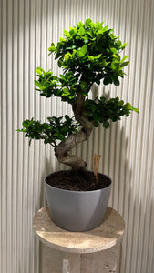 Bonsaï « type S » pot céramique 120 cm