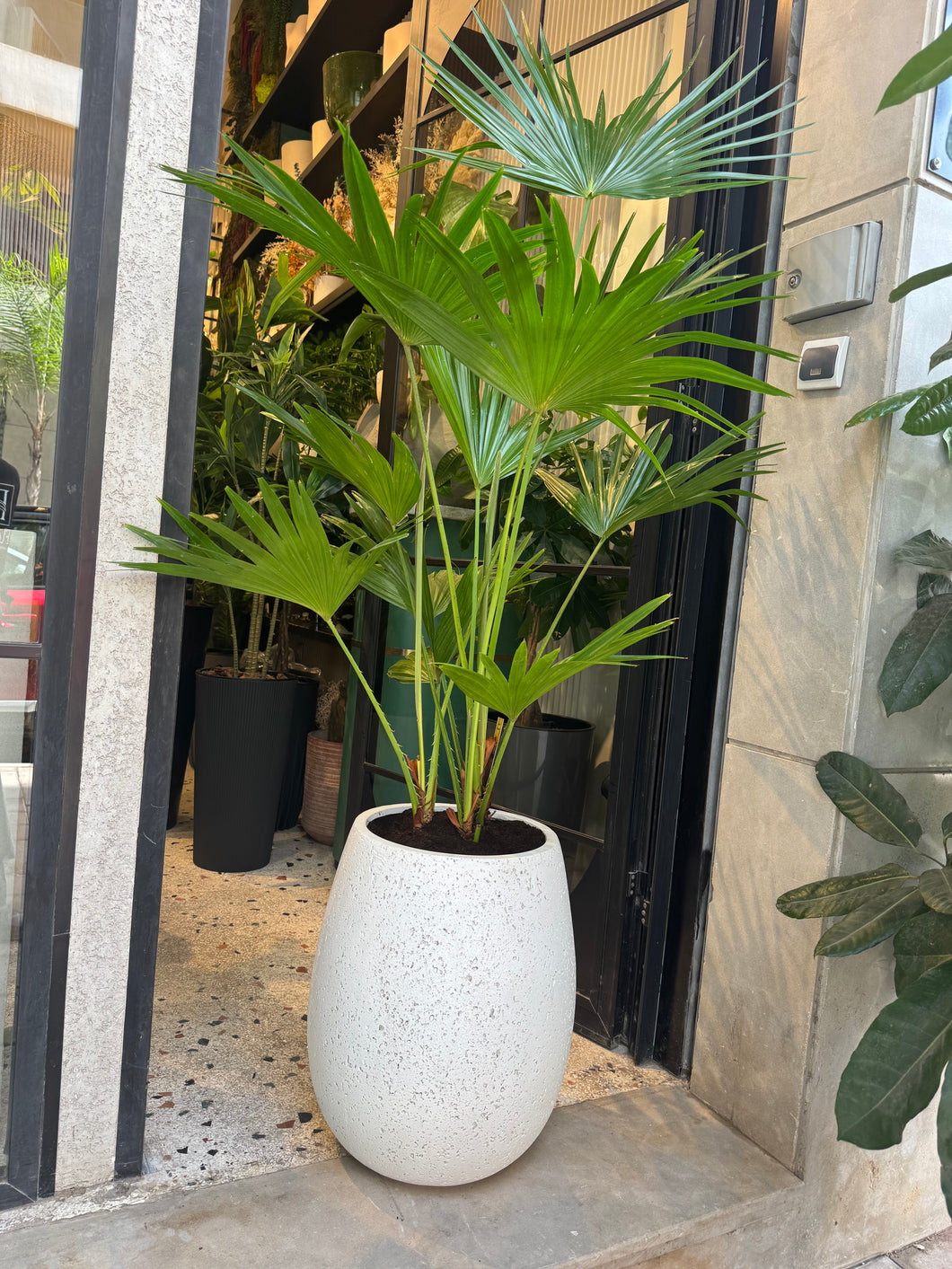 Plante livistonia