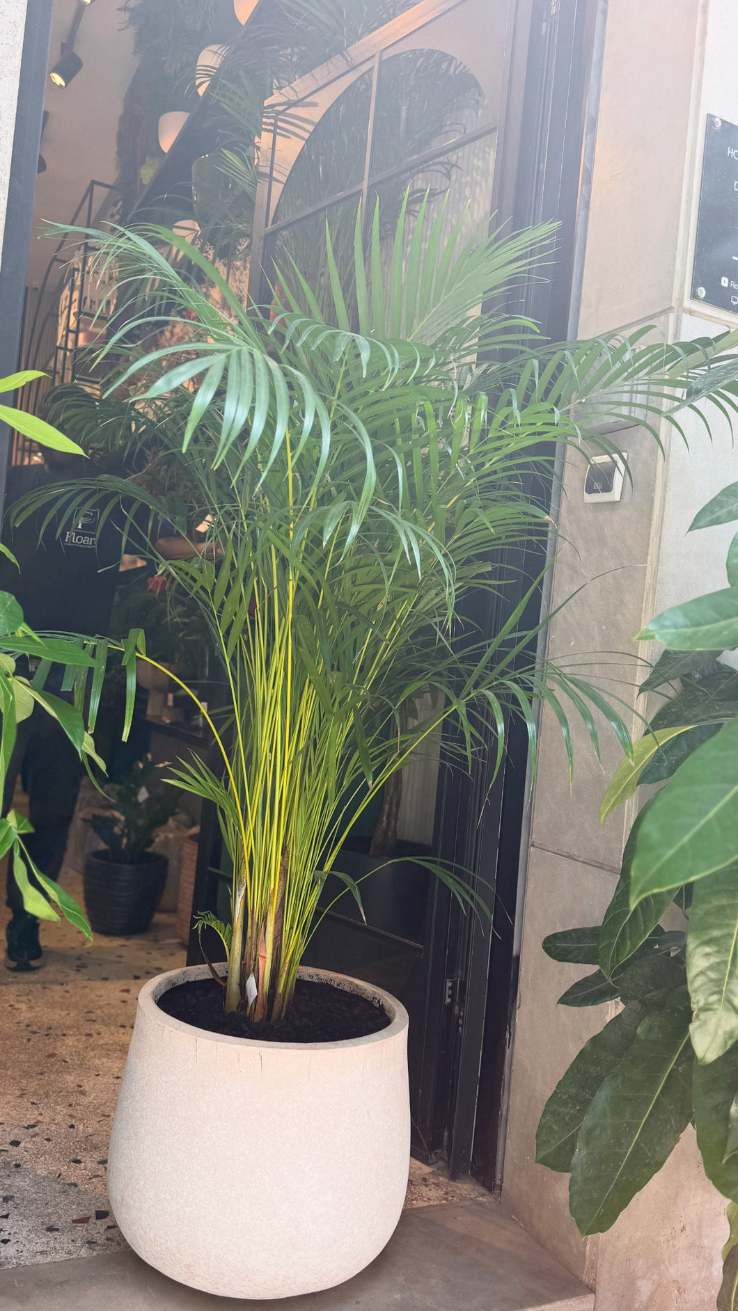 Ficus Areca