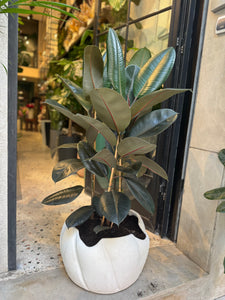 Plante naturelle