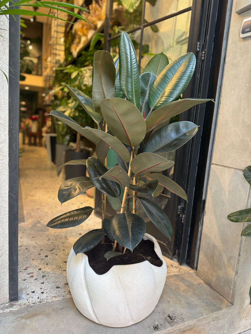Plante naturelle