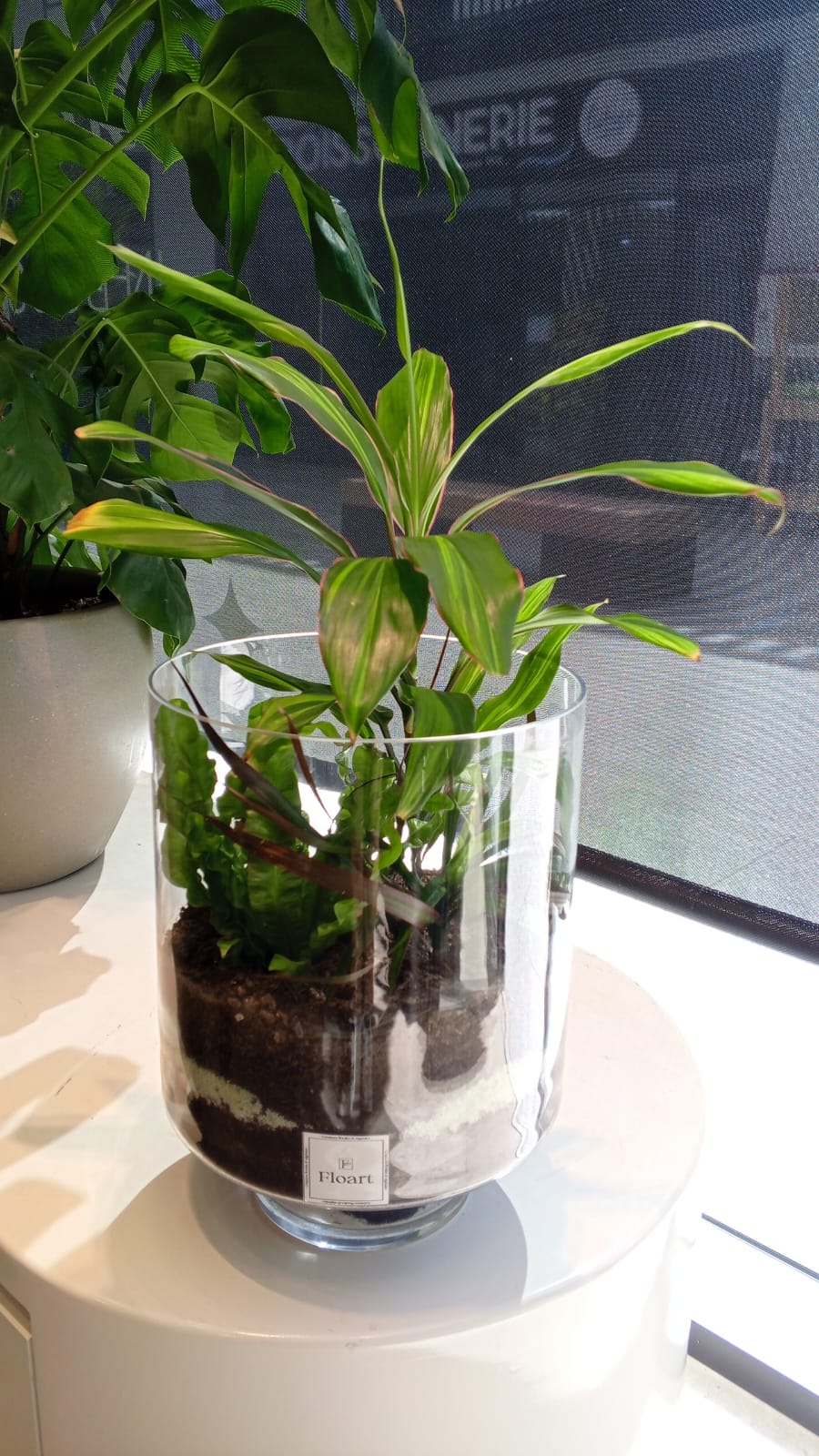 Terrarium  « Dragon »