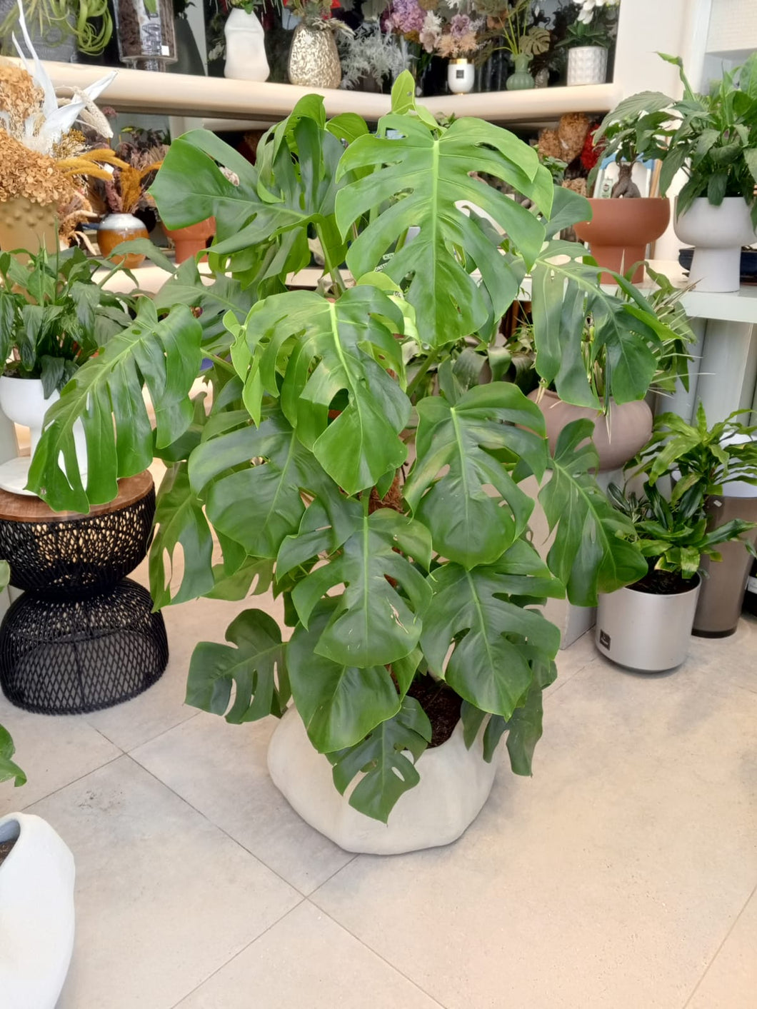 Monstera