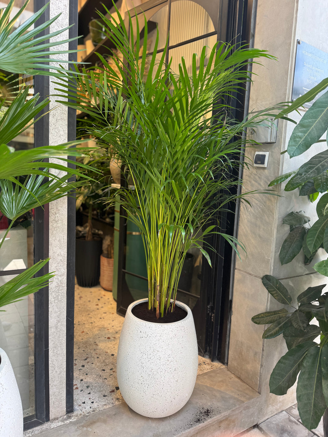 Plante naturelle areca