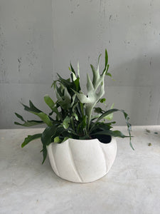 Plante naturelle
