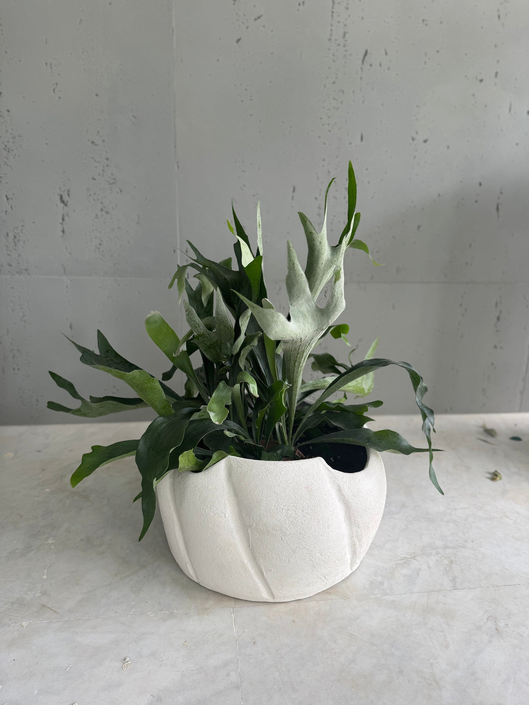 Plante naturelle