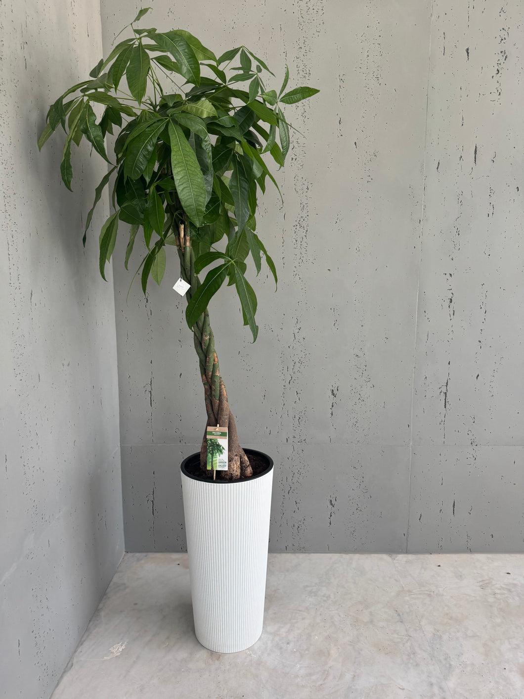 Plante naturelle ficus tressé
