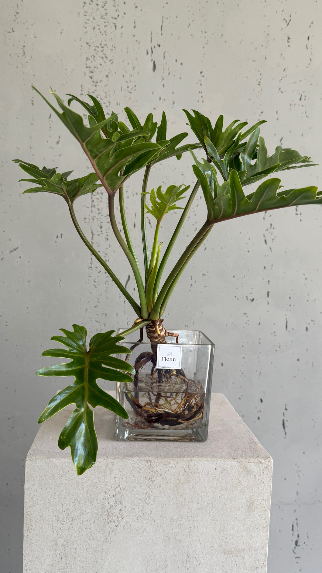 Plante aquatique