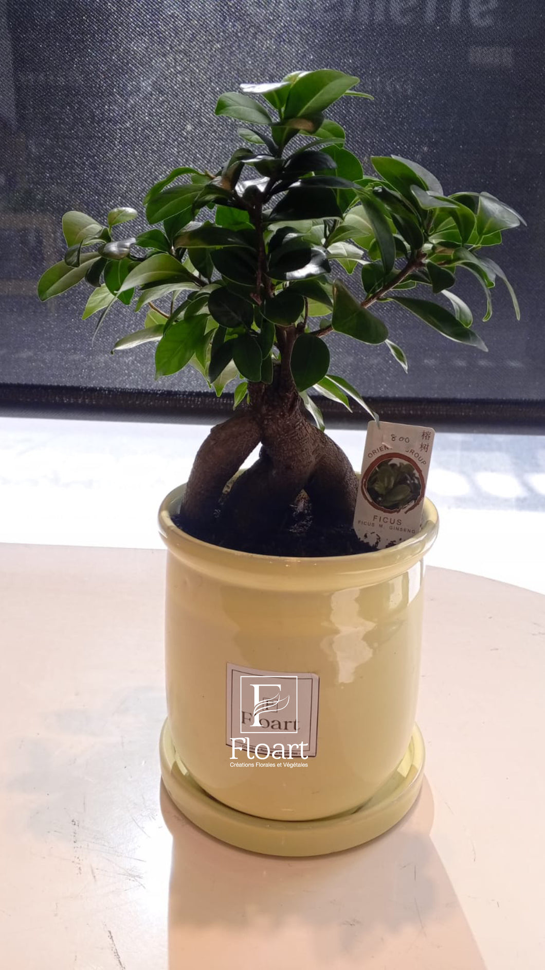 Bonsai naturel