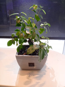 Bonsai