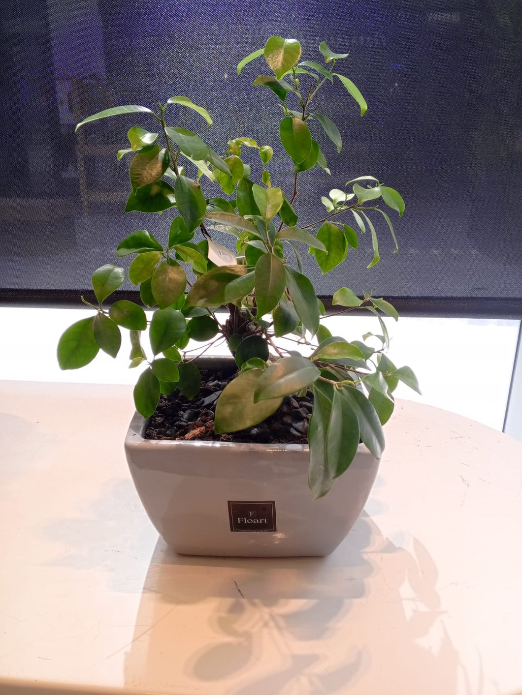 Bonsai