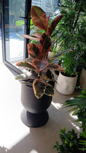 Charger l'image dans la galerie, Plante naturelle ficus elastica ruby pot en polyesthere noir design
