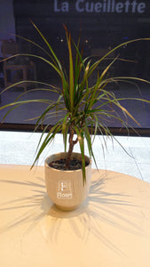 Dracena plante naturelle