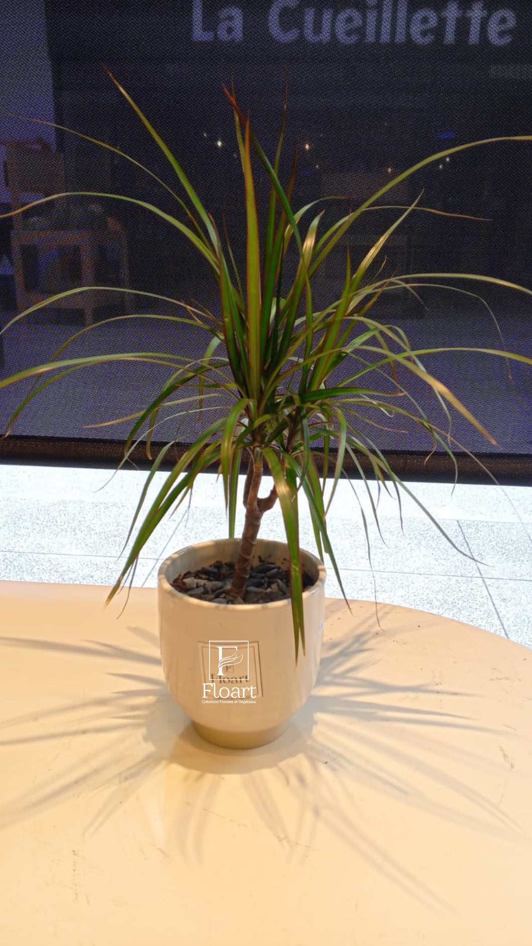Dracena plante naturelle